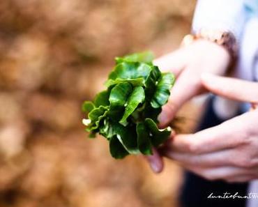 Buchen Keimlinge sind essbar – Den Frühling riechen und schmecken