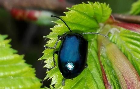 Foto: Blauschwarzer Käfer auf frischen Blättern