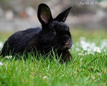 Portrait von Schigaro