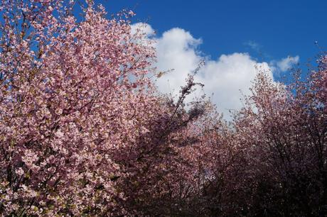 Was ist mit dem Berliner Kirschblütenfest los?