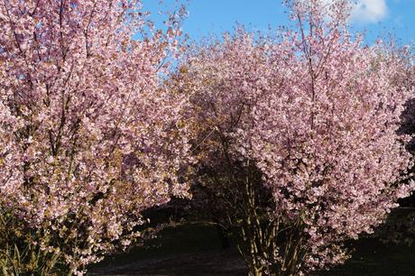 Was ist mit dem Berliner Kirschblütenfest los?