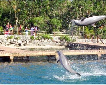 Tag der Delfine in den USA – der amerikanische National Dolphin Day