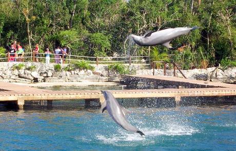 Kuriose Feiertage 14.April - Tag der Delfine in den USA – der amerikanische National Dolphin Day (c) 2016 Sven Giese-1