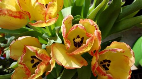 Foto: Ein Osterstrauß Tulpen