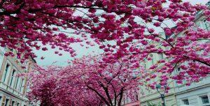 Bonner Kirschblütenfest 2017 abgesagt