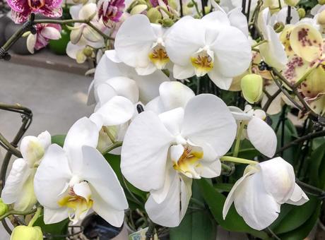 Kuriose Feiertage - 16. April - Tag der Orchideen - National Orchid Day USA- 2017 Dietmar Giese-1