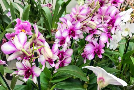Kuriose Feiertage - 16. April - Tag der Orchideen - National Orchid Day USA- 2017 Dietmar Giese-3