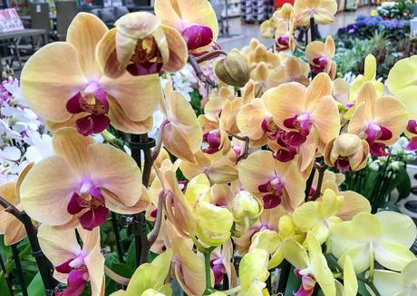 Kuriose Feiertage - 16. April - Tag der Orchideen - National Orchid Day USA- 2017 Dietmar Giese-2