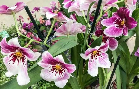 Kuriose Feiertage - 16. April - Tag der Orchideen - National Orchid Day USA- 2017 Dietmar Giese-4