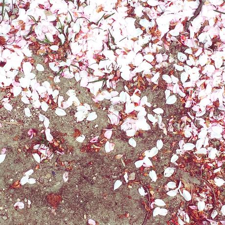 Foto: Kung Shing -  Kirschblüten am Boden, genau wie der aktuelle Frühling