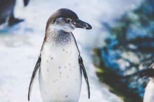 Pinguine, Jazz und Superhelden: 30 kuriose Feiertage im April (Part 6)