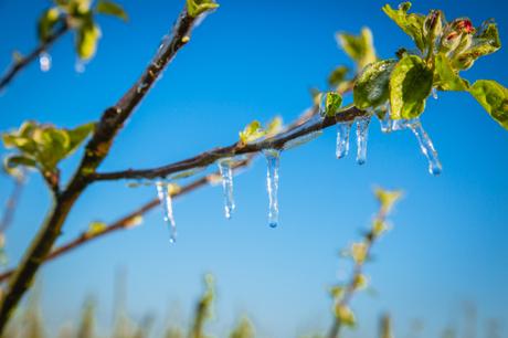 Eispanzer zum Schutz der empfindlichen Apfelblüten im Alten Land bei Kälteeinbruch