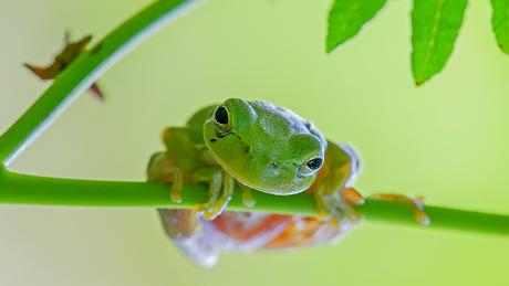Kuriose Feiertage - 30. April 2016 - Rettet-die-Frösche-Tag - Save The Frogs Day - Hyla_arborea-03-Sardinien-2011-Thomas_Huntke