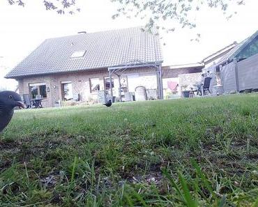 Die wilde Kamera: Vögel!