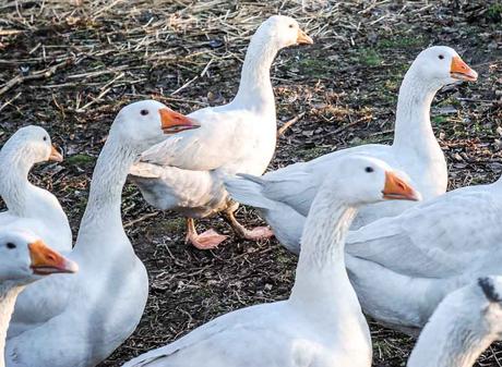  Kuriose Feiertage 1. Mai  Mutter-Gans-Tag Mother Goose Day USA 2017 Sven Giese