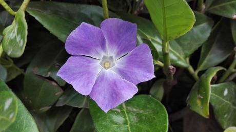 Foto: Blüte in einer Ligusterhecke