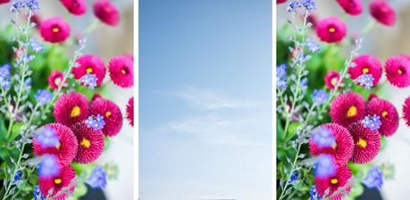 fim.works, ein Lifestyle Blog | Bellis, Vergissmeinnicht, strahlend blauer Himmel, Gartenblumen, Frühlingsblüher