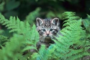 „Wildkatzen. Ihr heimliches Leben im Solling“