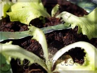 Floragard Bio Grow Bag Salat & Kräuter - Der Anfang ist gemacht