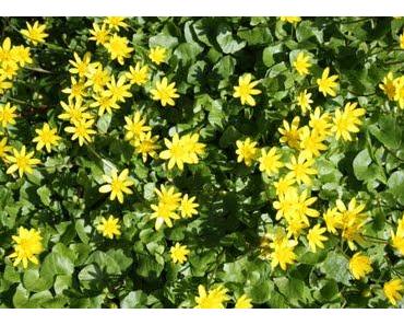 Der Untergang der Insel der Gefühle