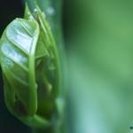 Kaffee, Du mein Schatz