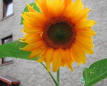 Trau Dir etwas Großes. Außergewöhnliches zu, Du kannst es!