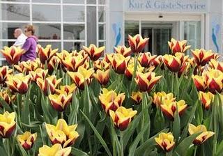Ostbayerische Frühlingsüberraschung: 80.000 Blühende Tulpen zwischen den Thermen