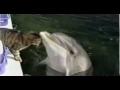 Katze liebt Delfin