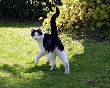 Neues von Jake und Elwood #9