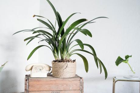 DIY: Pflanzentopf aus einem Sisal - Seil | Sisal Plant Basket