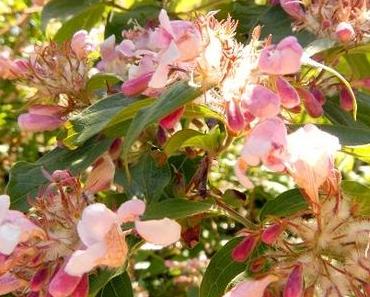 Mein Frühlingsgarten rund um den 20. Mai