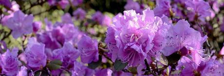 Rhododendron pflanzen und Pflege