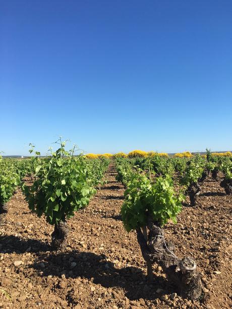 Languedoc-Wein-Fitou-Frankreich-confiture-de-vivre