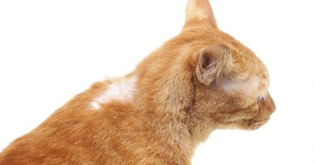 Kahle Stellen im Fell der Katze – Ursachen für Haarausfall bei Katzen