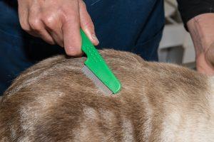 Kahle Stellen im Fell der Katze – Ursachen für Haarausfall bei Katzen