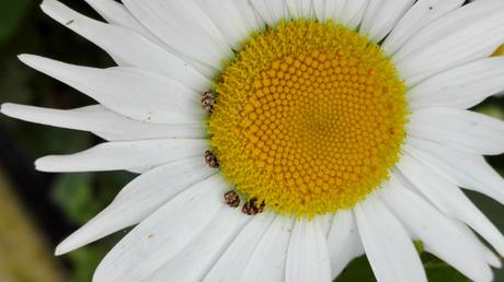 Foto: Margerite mit Insekten