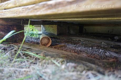 Zecken - ach du Schreck!