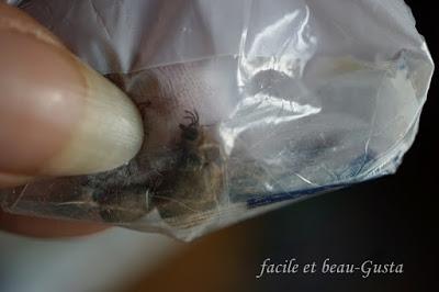 Zecken - ach du Schreck!