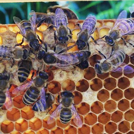 Freude an den Bienen am sonnigen Pfingstwochenende