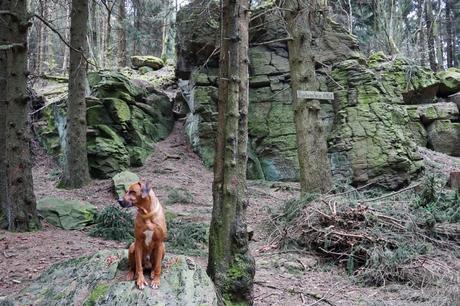 Der Westerwald-Steig mit Hund – Etappe 2