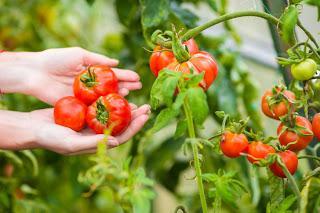 Gartenarbeiten im Juni
