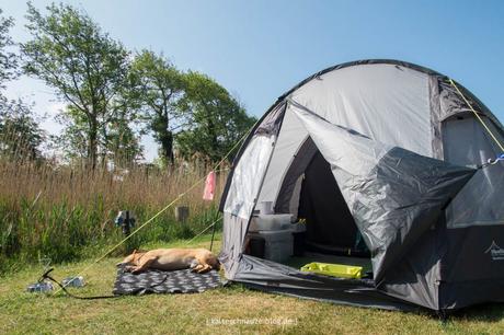 Camping mit Hund – so kann’s gehen