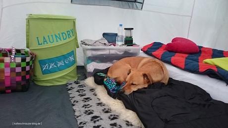 Camping mit Hund – so kann’s gehen