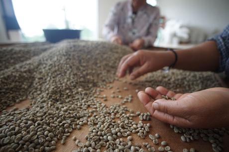 Handarbeit in Thailand - Die Kaffeebohnen werden von Hand sortiert