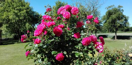 Foto: Rosen im Garten