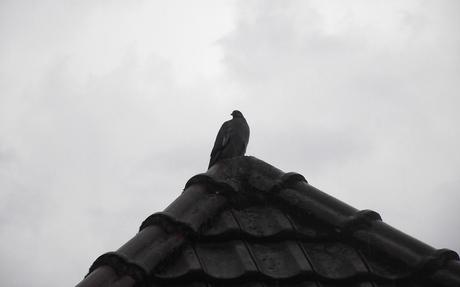 Foto: Taube auf dem Dachgiebel