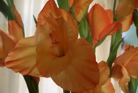 Foto: Lilien in Orange