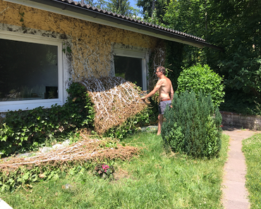 Ab mit der Hecke