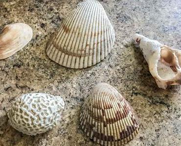 Muschel-Tag in den USA – der amerikanische National Seashell Day