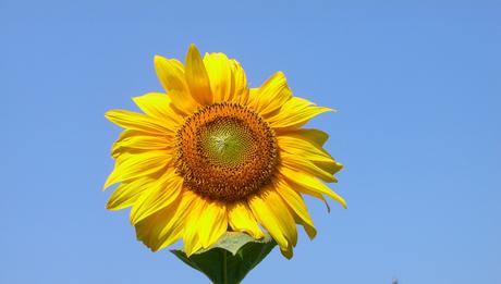 Foto: Zum Sommeranfang eine Sonnenblume